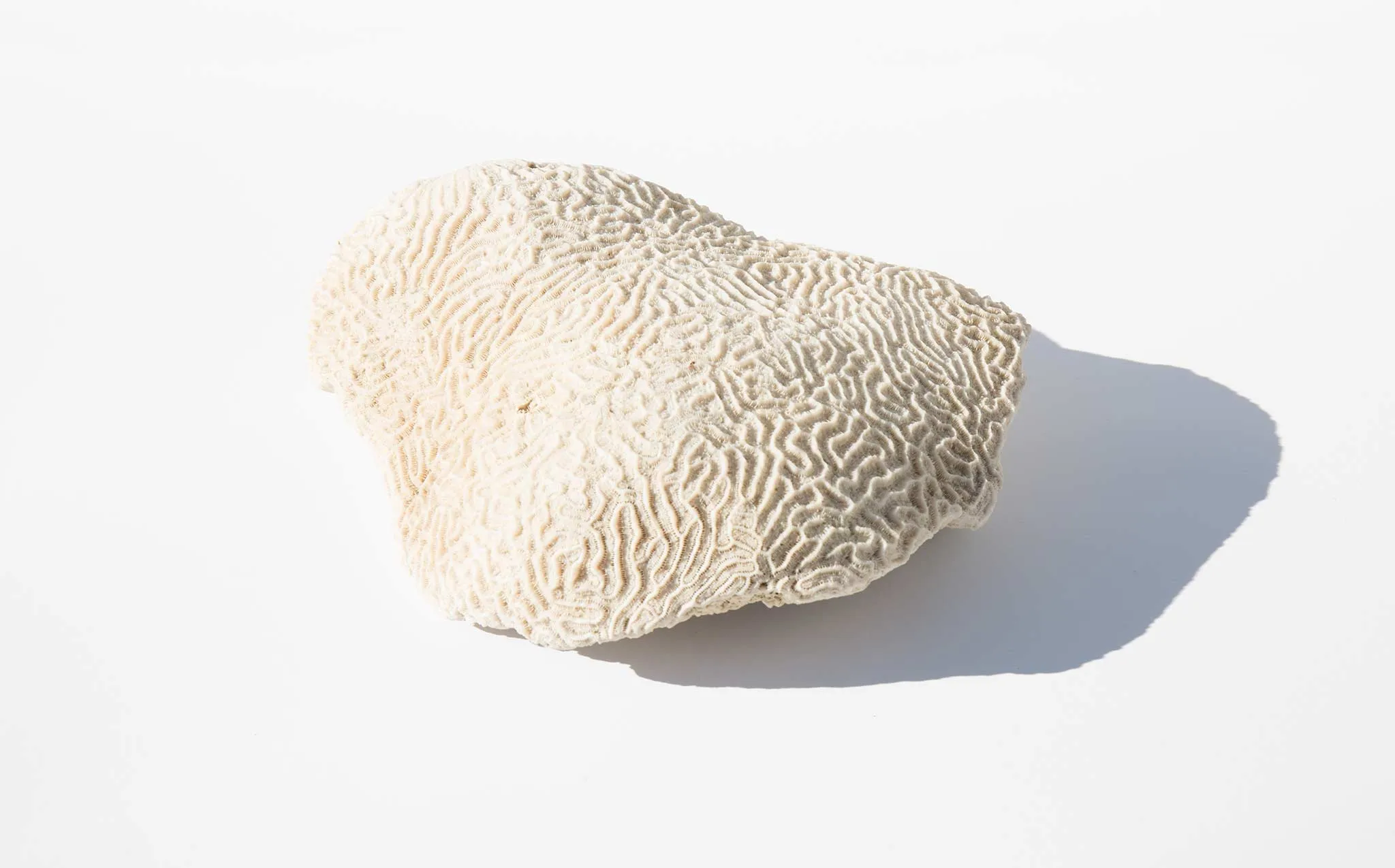 Brain Coral Specimen