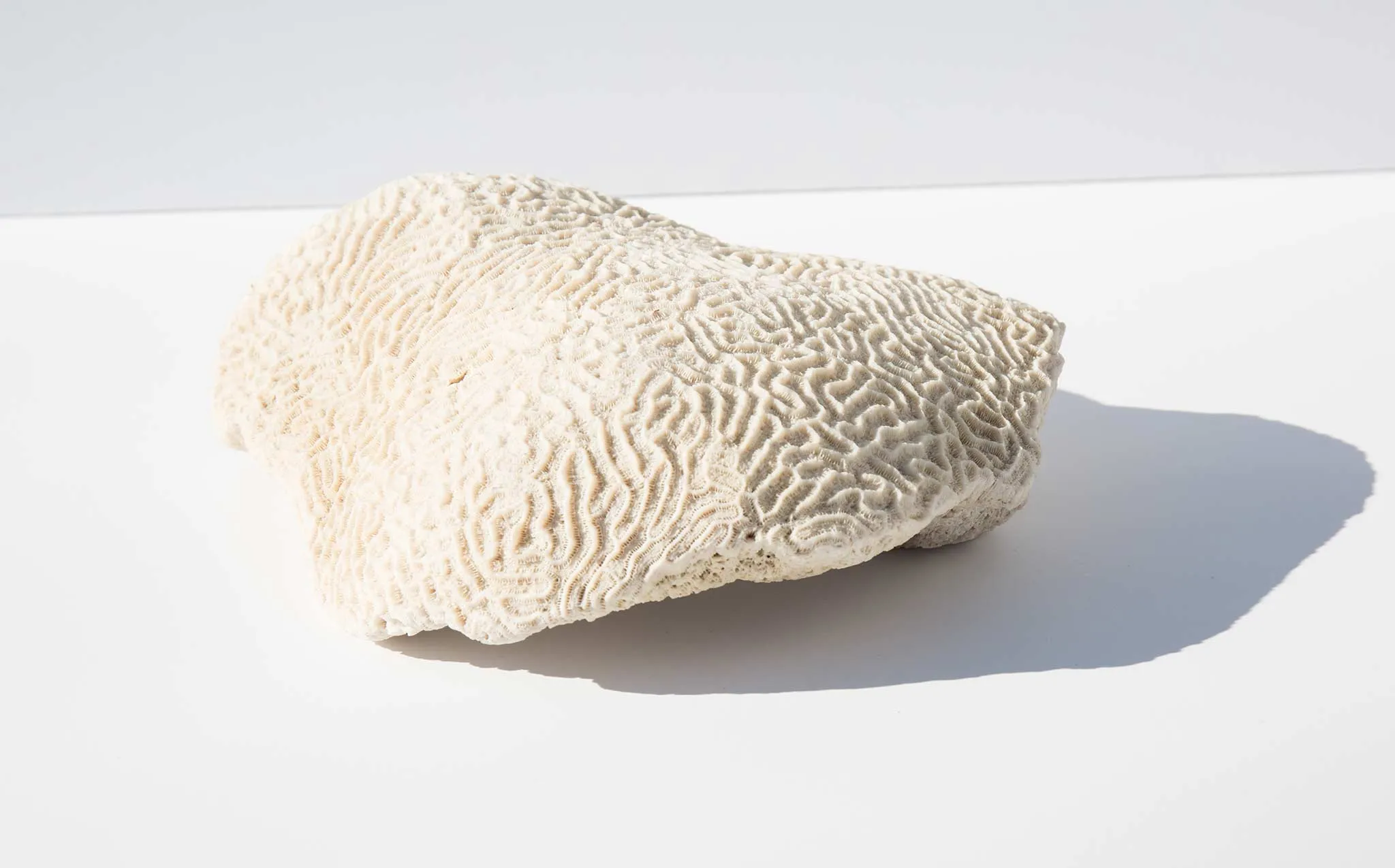Brain Coral Specimen