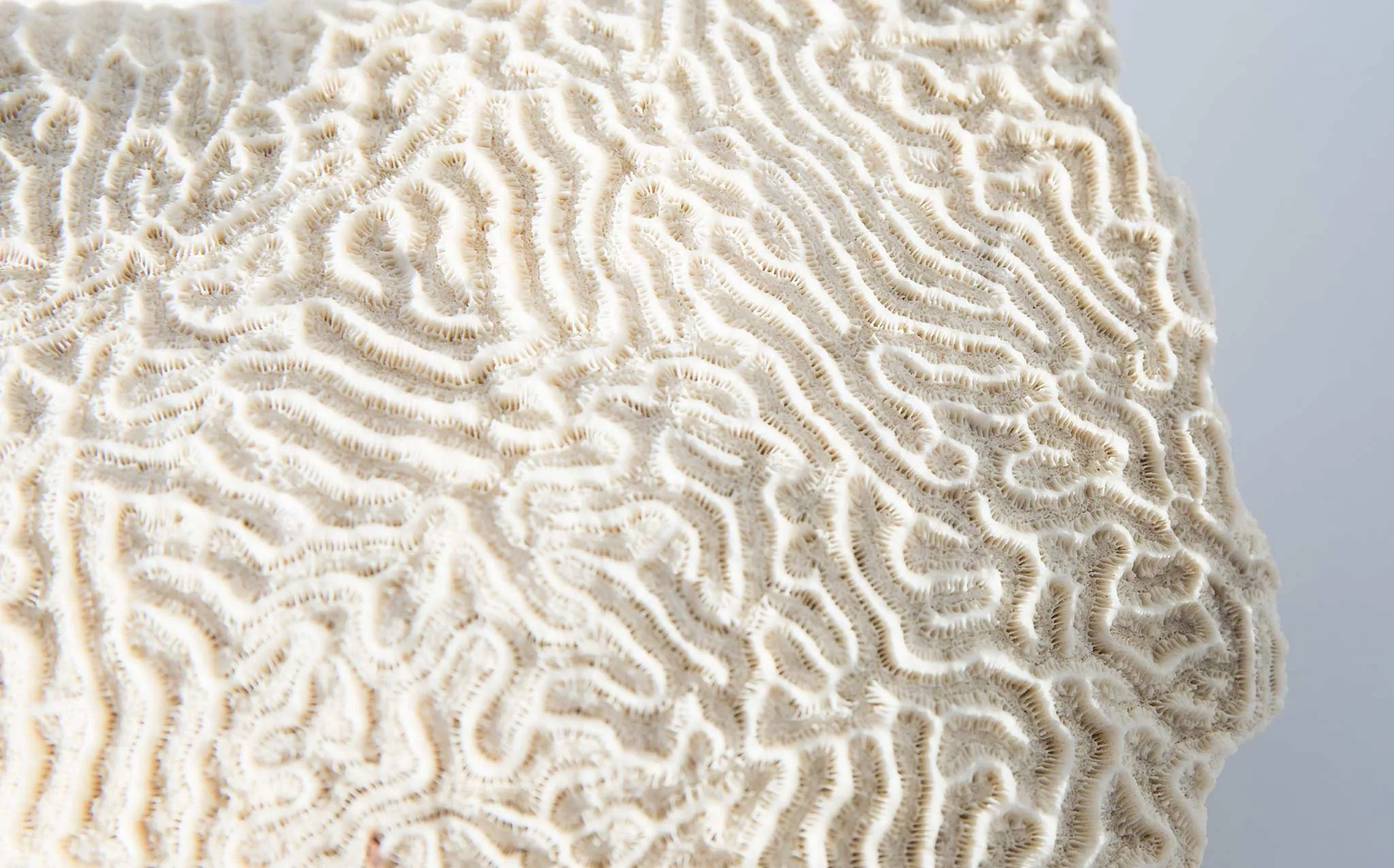 Brain Coral Specimen