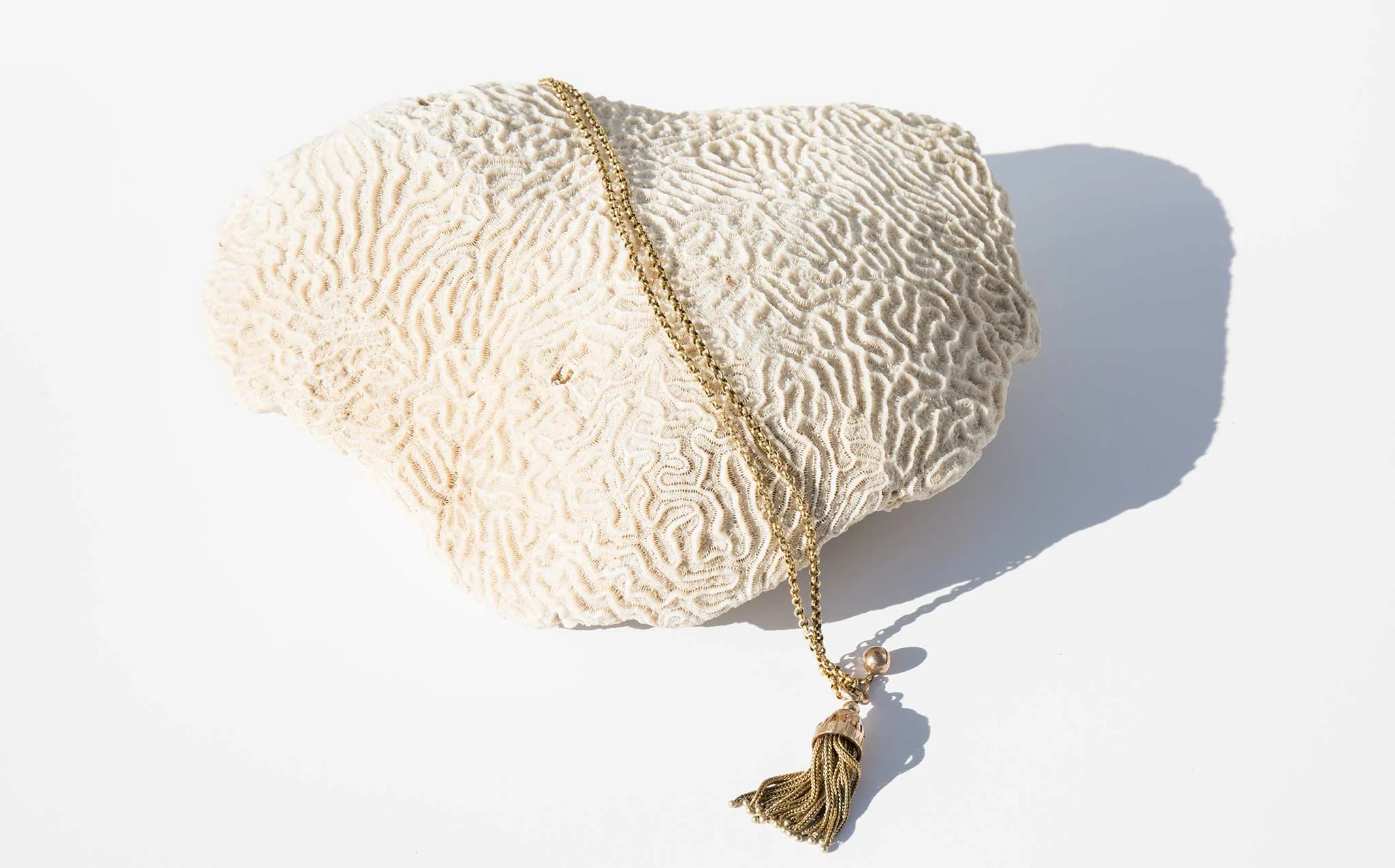 Brain Coral Specimen