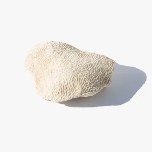 Brain Coral Specimen