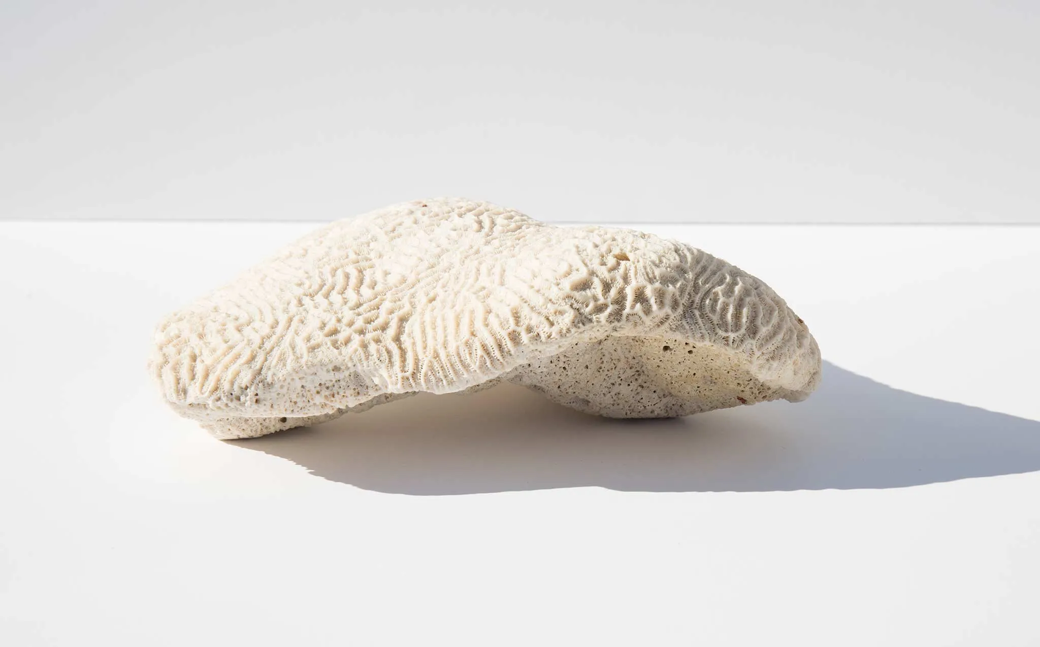 Brain Coral Specimen