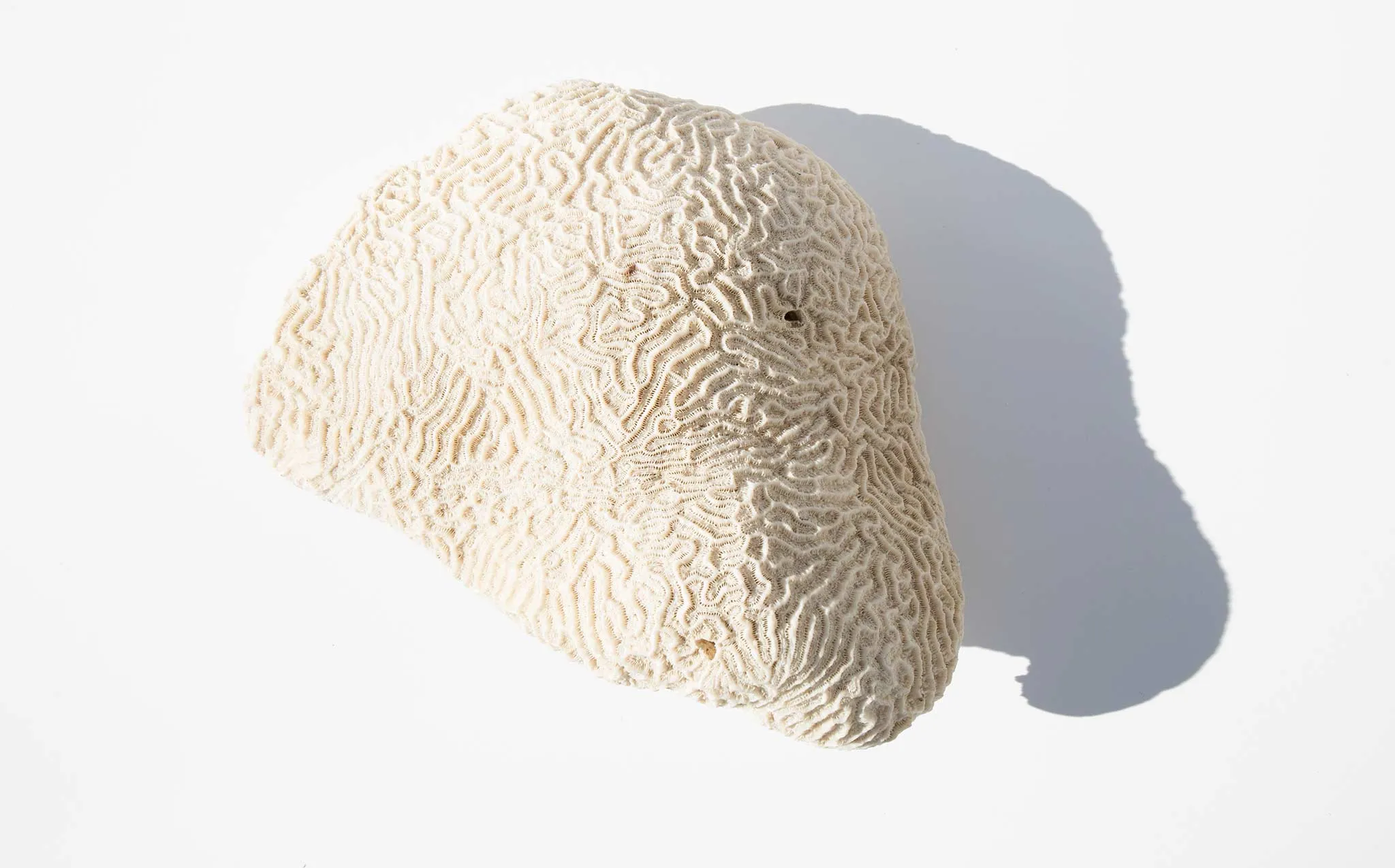 Brain Coral Specimen