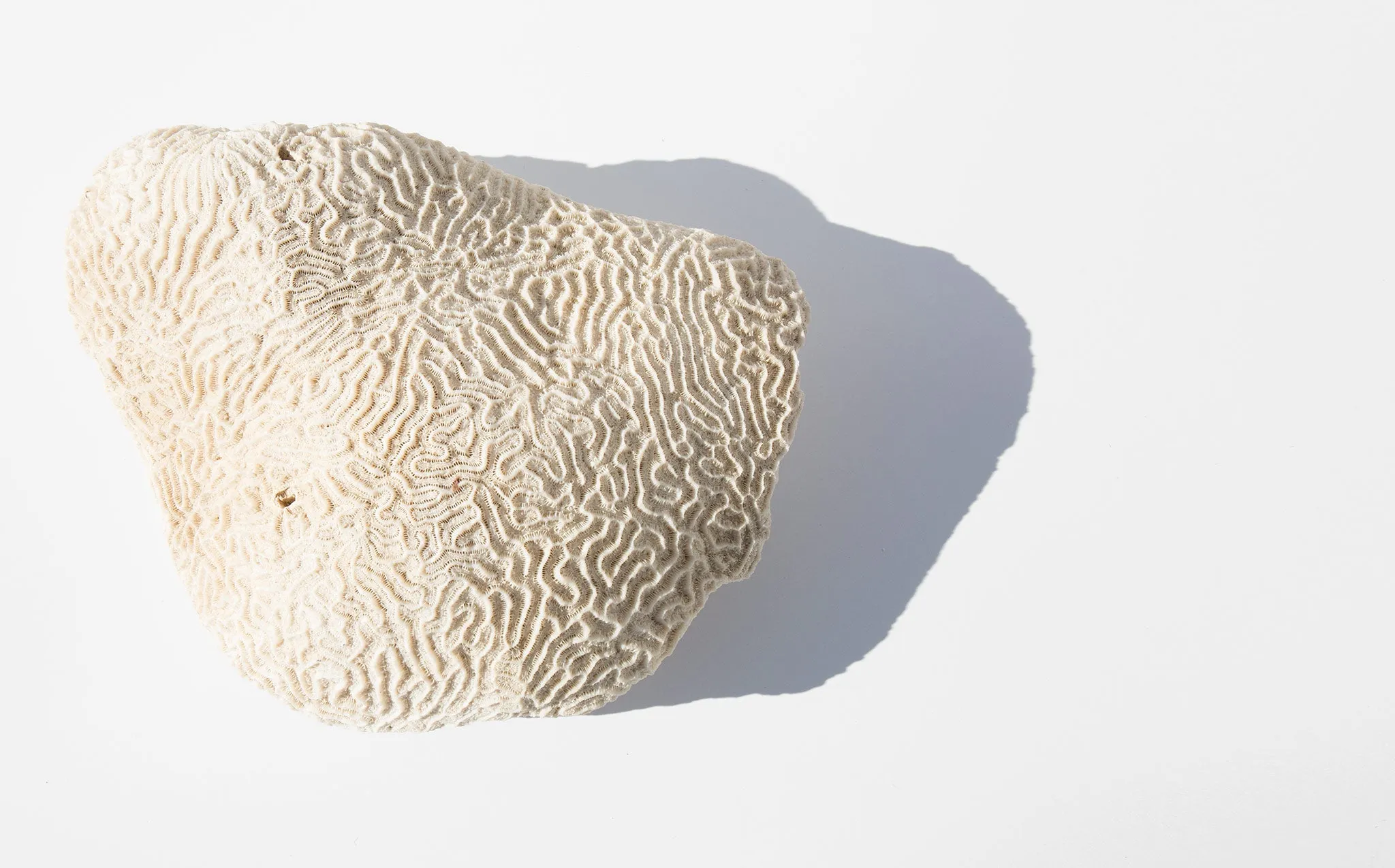 Brain Coral Specimen
