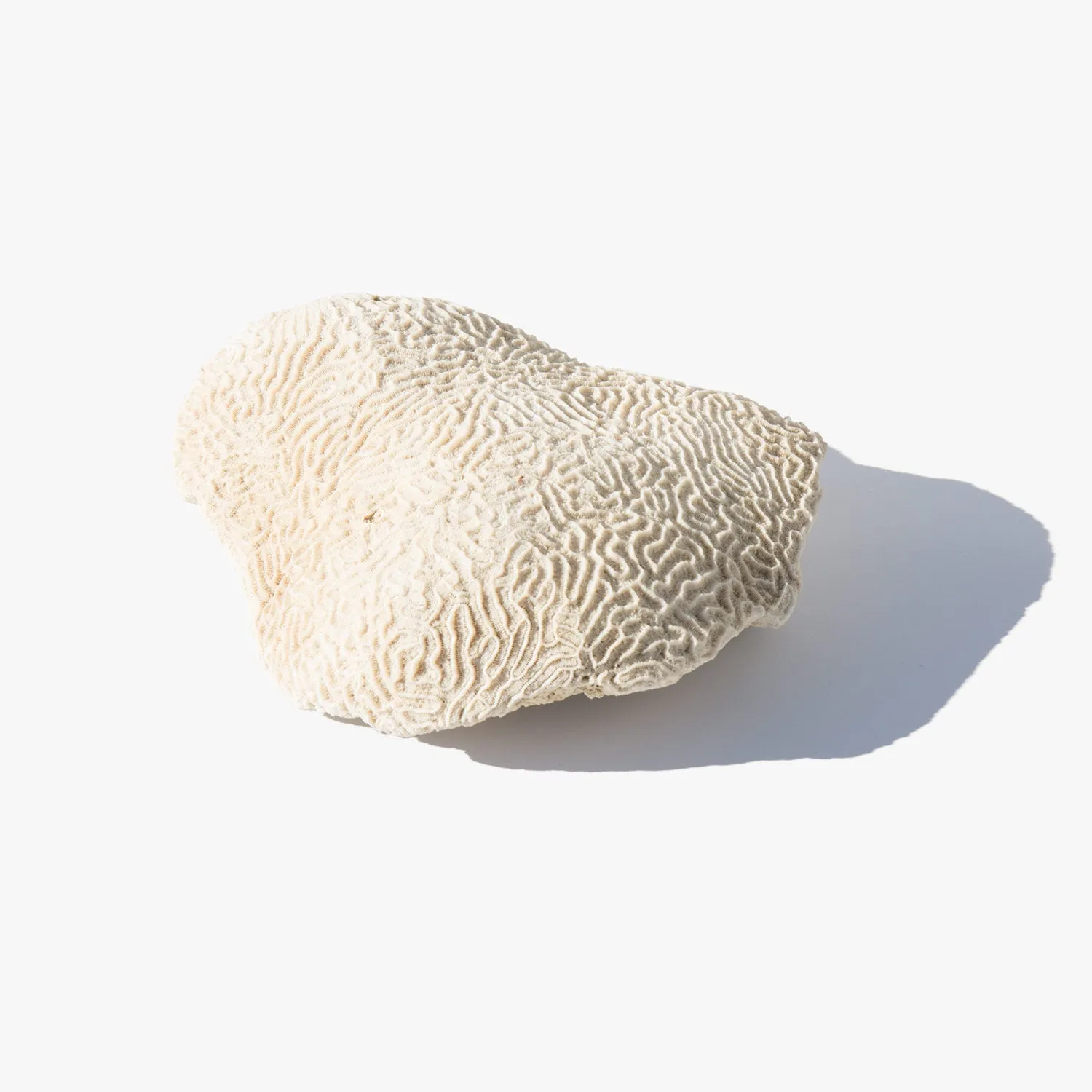 Brain Coral Specimen