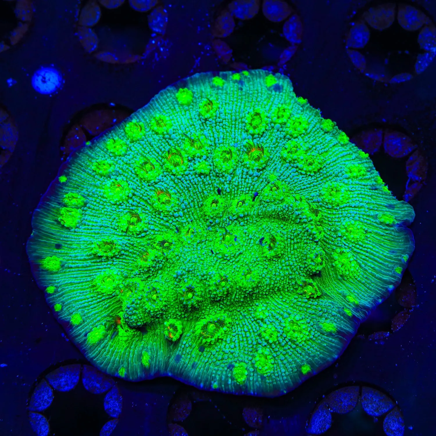 Hollywood Stunner Chalice Coral
