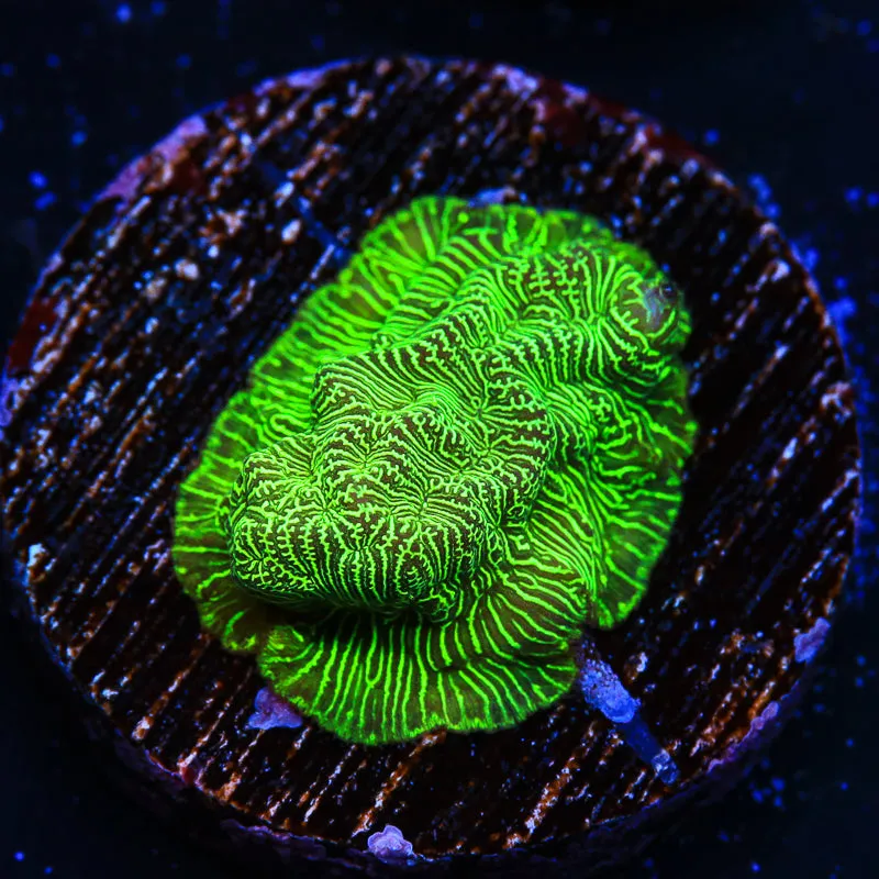 Hulk Leptoseris Coral