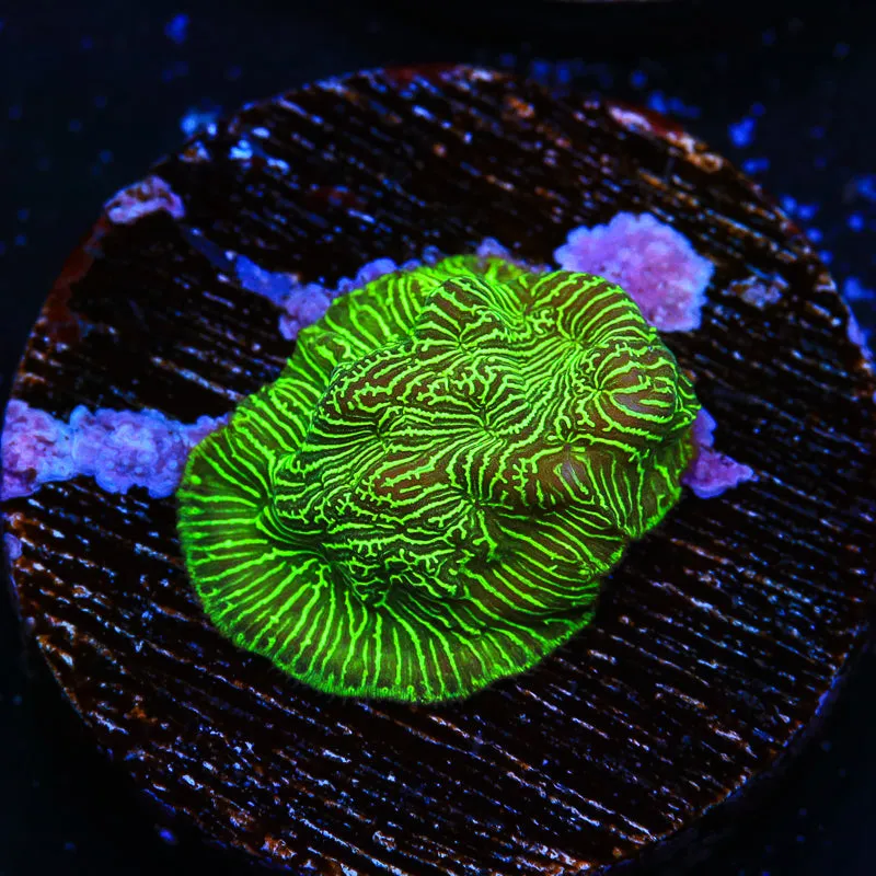 Hulk Leptoseris Coral