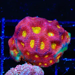 JF Toro Bravo Favia Coral