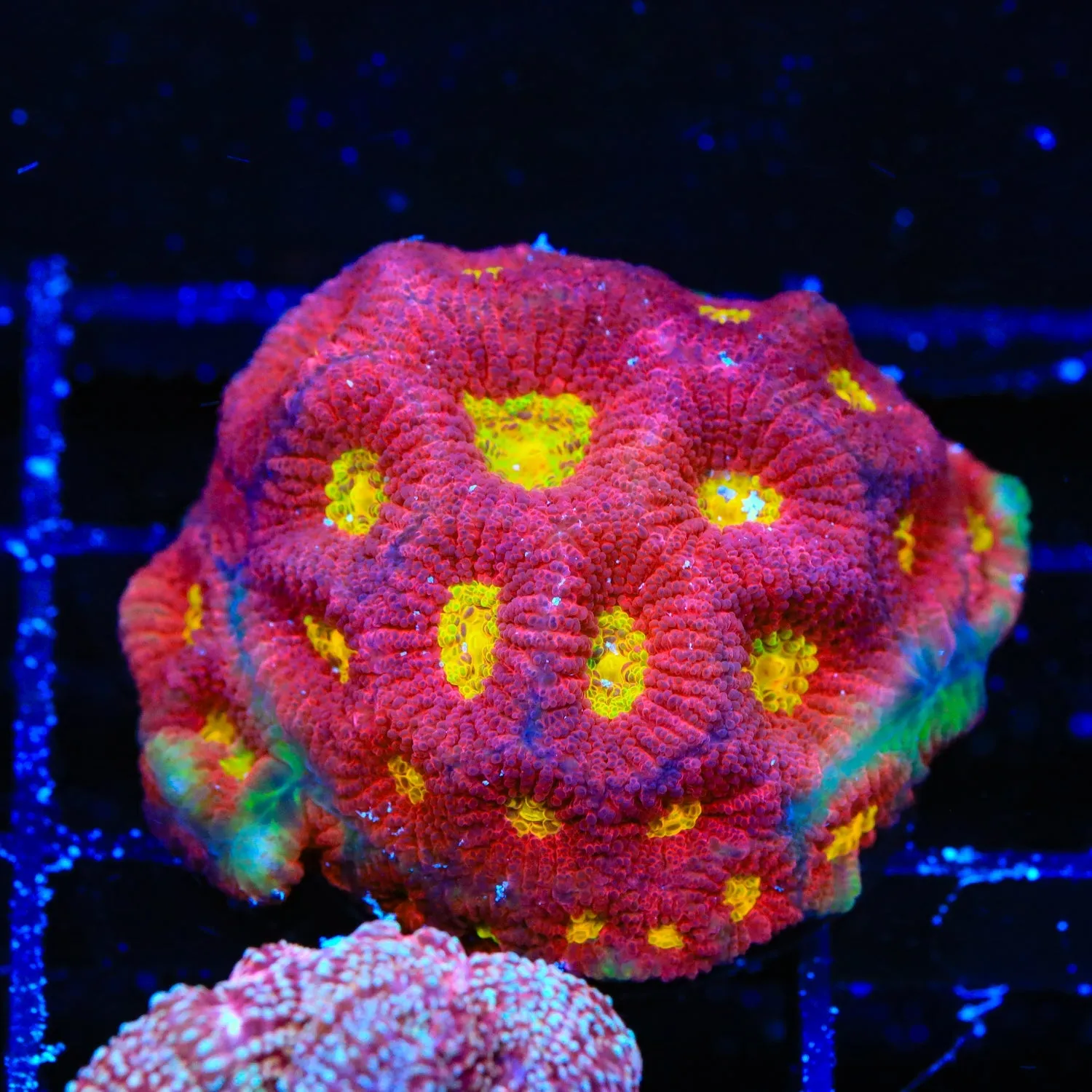 JF Toro Bravo Favia Coral