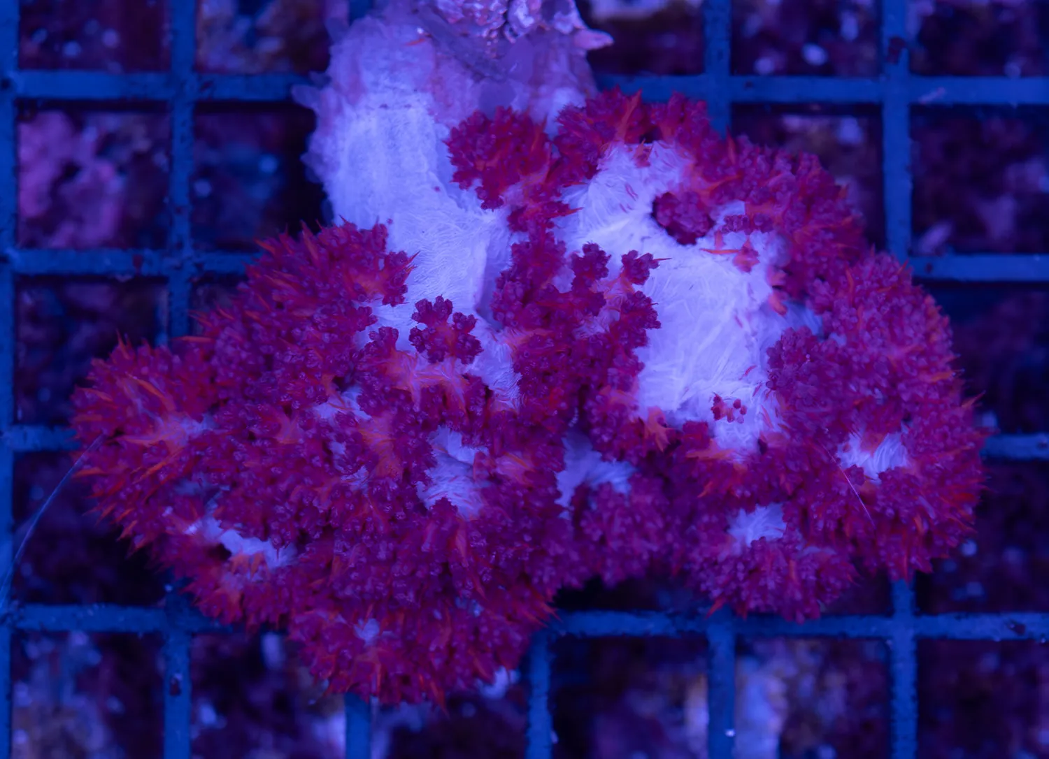 Red Dendronephthya