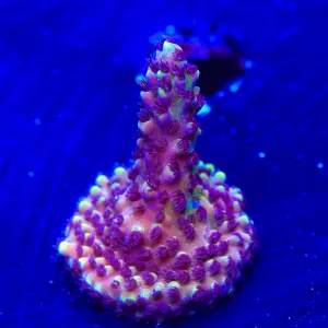 RRC Pink Cadillac Acropora Coral
