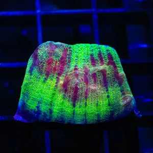 TSA Chemical Reaction Chalice Coral