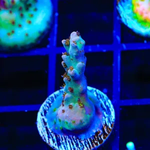 TSA Colt 45 Acropora Coral