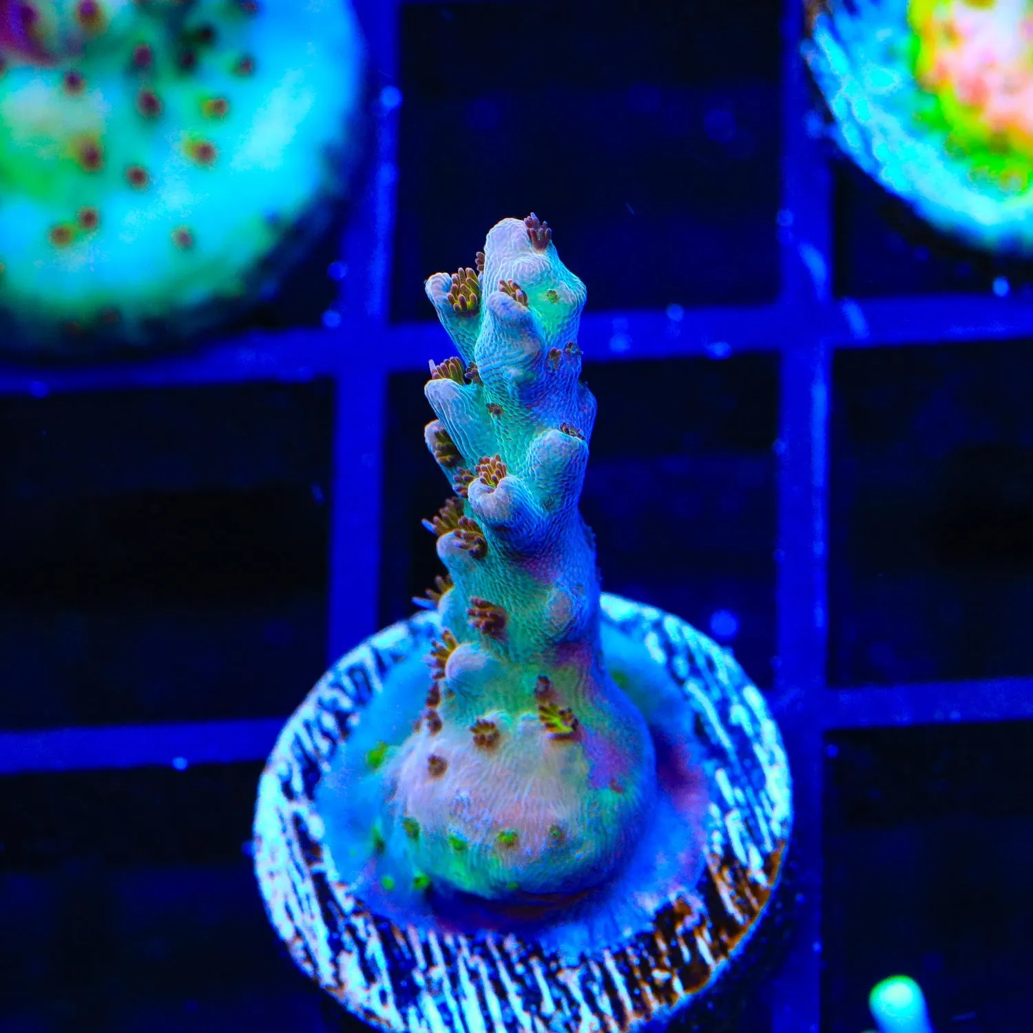 TSA Colt 45 Acropora Coral