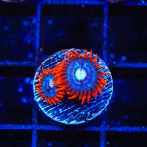 TSA Fire and Ice Zoanthid Coral