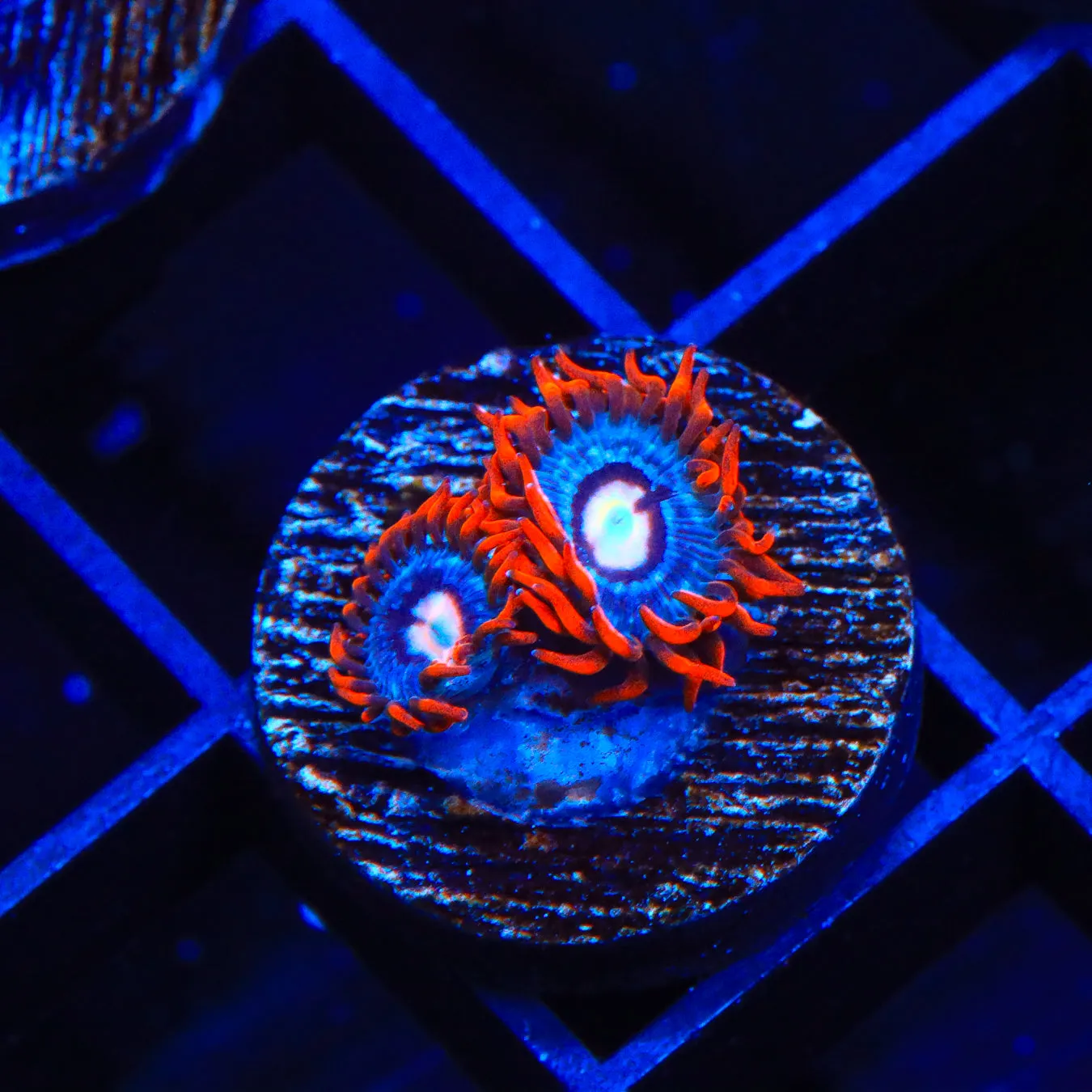 TSA Fire and Ice Zoanthid Coral