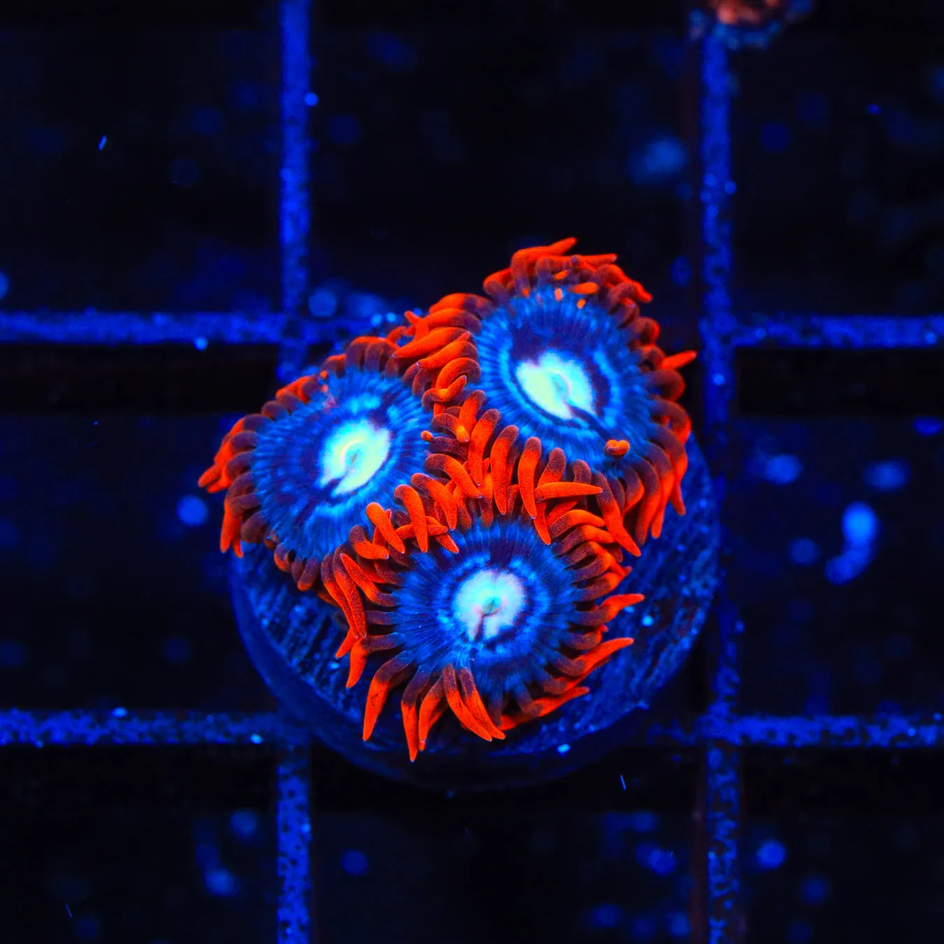 TSA Fire and Ice Zoanthid Coral