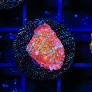 TSA Gumball Chalice Coral - BYR