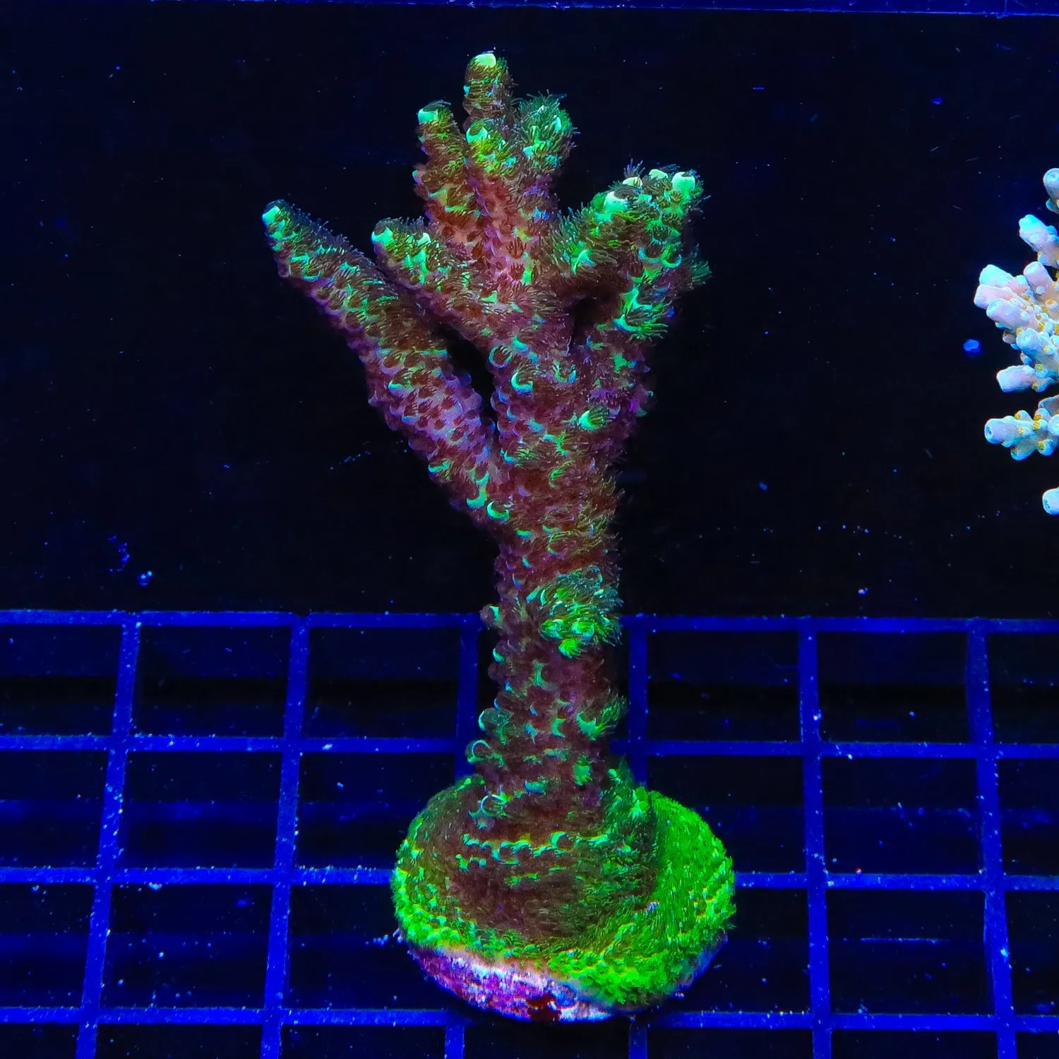 TSA Krypton Acropora Coral Colony