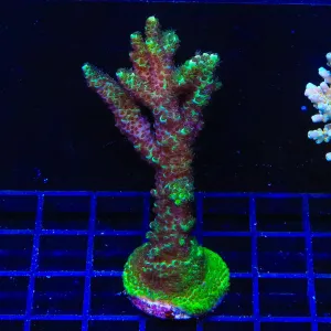 TSA Krypton Acropora Coral Colony