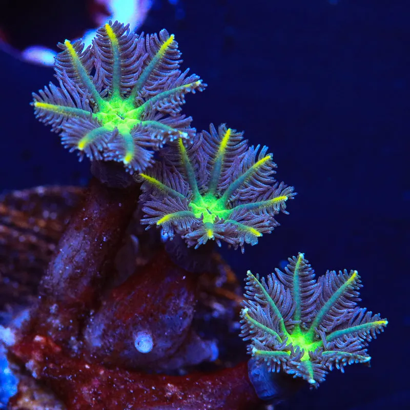 TSA Lemon Laser Clove Polyp Coral