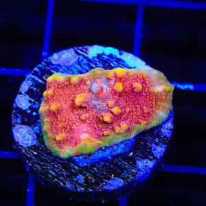 TSA Molton lava Chalice Coral