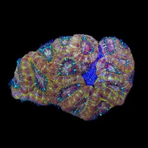 Ultra Deepwater Acan Colony Coral 3 - 4"