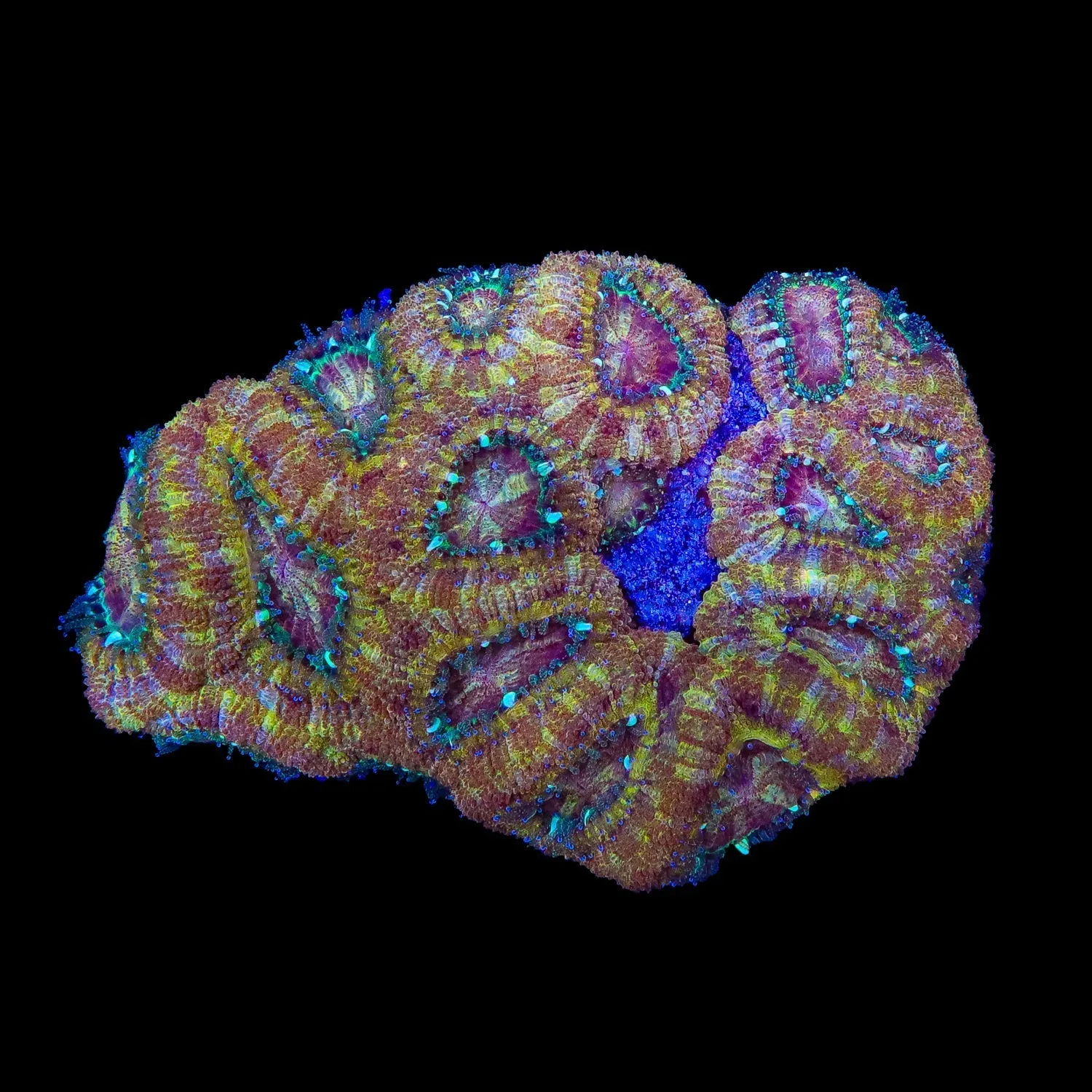 Ultra Deepwater Acan Colony Coral 3 - 4"